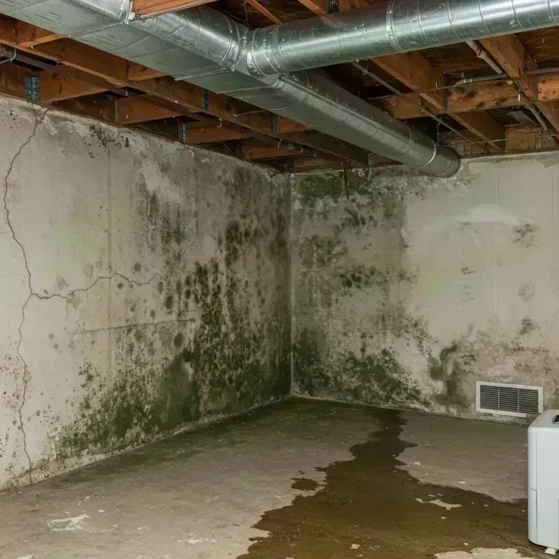 Professional Mold Removal in Owensboro, KY